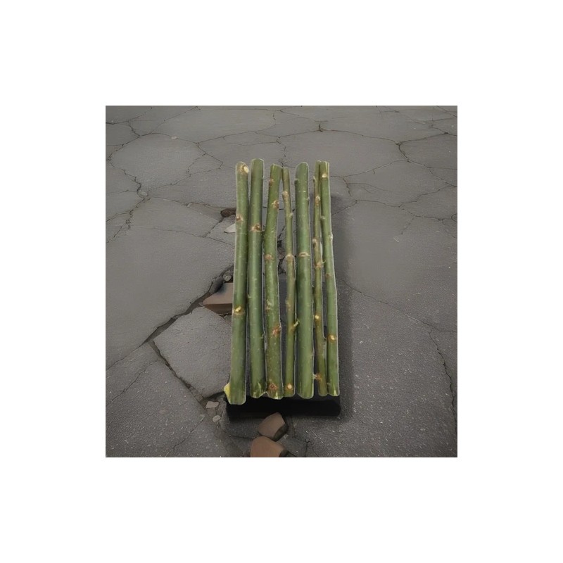 RLH 40 Austree Hybrid Willow Tree Thick Cuttings Fresh Cut