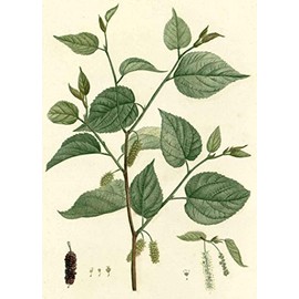 Mulberry Leaf Extract 5:1-5 Grams