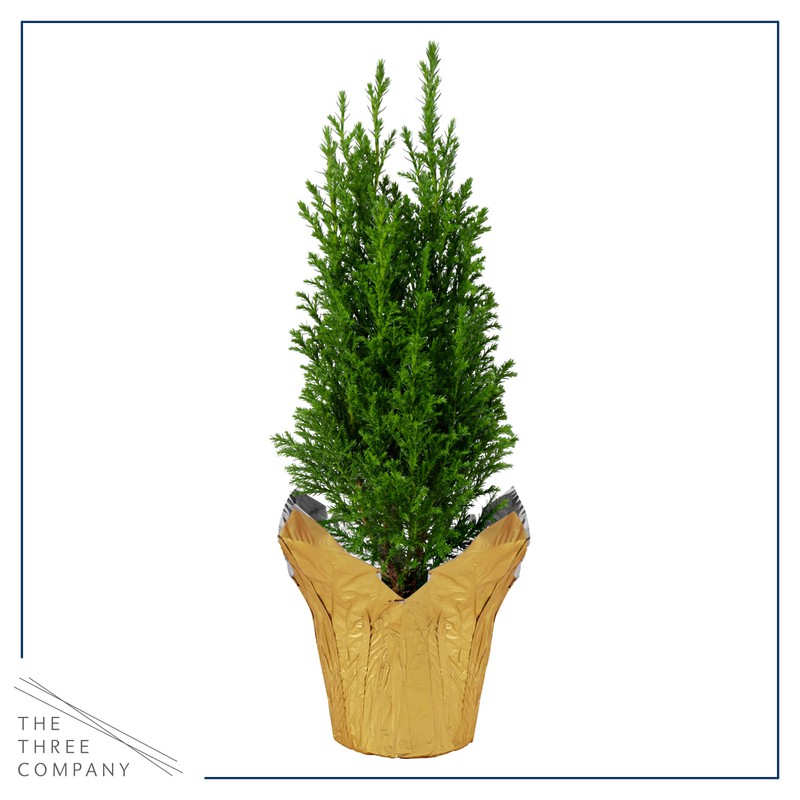 Live Dark Green Cypress Tree - Tabletop Decoration - 12"