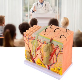 50X Three Dimensional Human Skin Magnified Model, Biology Teaching Skin Anatomy Model with 25 Labeled Diagrams, for Students and Teachers