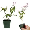 My Shelfie - Mini Pink Jasmine Plant Vine, Jasmine Plant