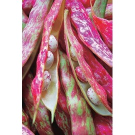TomorrowSeeds - Pink Cranberry Bean (Taylor) Seeds - 20+ Count - for 2026 Planting Heirloom Italian Borlotti French Pinto Broad Beans Taylor Horticultural Speckled Bays Vegetable Grow Your Own Home