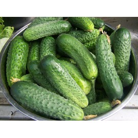 RAISE ME UP: Seeds Self-Pollinated Cucumber Grandpa's Granddaughter F1 for Pickling Non GMO Heirloom
