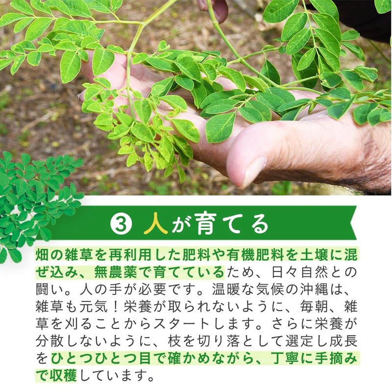 沖縄県産 モリンガ 150粒 タブレット 無農薬栽培 着色料 保存料 不使用 シードコムス