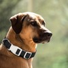 Plutus Pet Cotton Dog Collar, Heavy Duty Collar with Soft