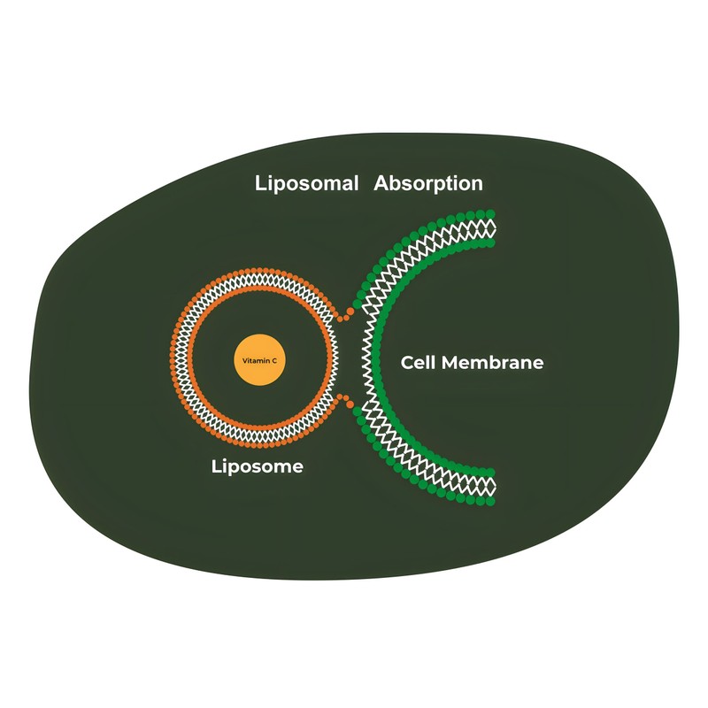 Youth & Earth Liposomal Vitamin B Complex with 5-MTHF Folate