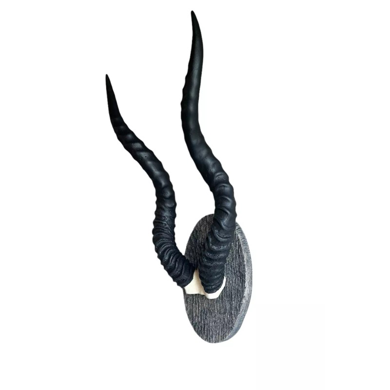 Blackbuck horns on panel replica Taxidermy skulls horns skulls