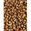 3 Lbs Pounds Acorns White & Red Oak Mix Of