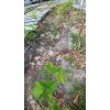 Tree Red Mulberry Tree 8 Cuttings 7"-9' long Organic Leave