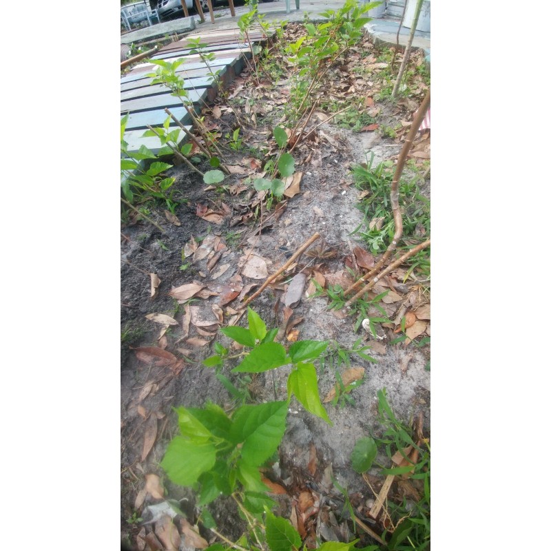 Tree Red Mulberry Tree 8 Cuttings 7"-9' long Organic Leave