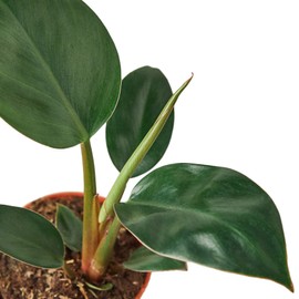 House Plant Shop | Peperomia 'Congo Rojo' - 4" Pot | Live Indoor Plant | Easy to Care | Natural Décor Plant | Great Gifts| Free Care Guide