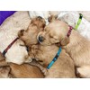 PARTNER Puppy ID Collars Identification Whelping Super Soft Nylon Adjustable