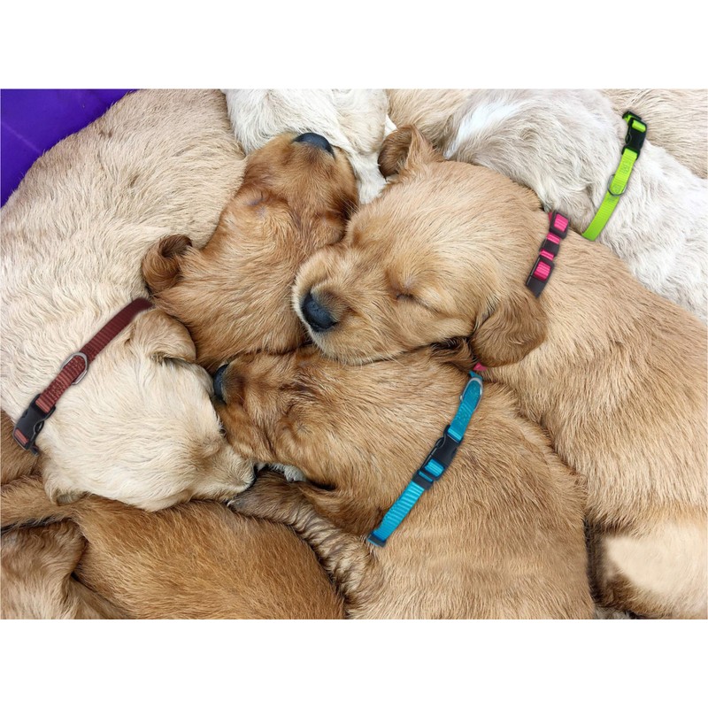 PARTNER Puppy ID Collars Identification Whelping Super Soft Nylon Adjustable