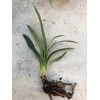 Clivia Miniata Bush Lily Bare Root Live Plant Orange 7