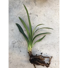 Clivia Miniata Bush Lily Bare Root Live Plant Orange 7 Leaves Ready To Plant