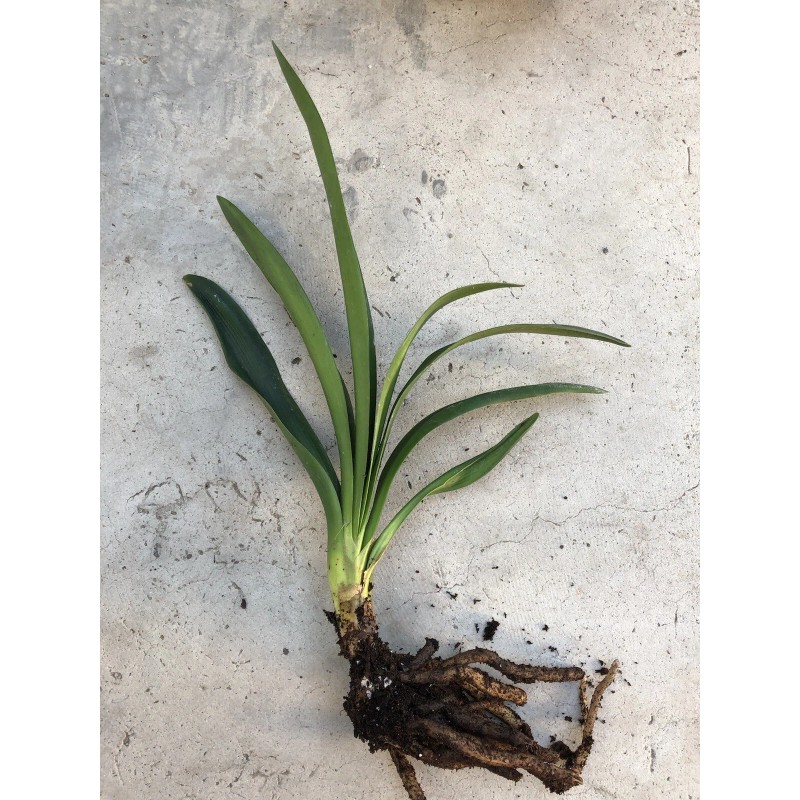 Clivia Miniata Bush Lily Bare Root Live Plant Orange 7