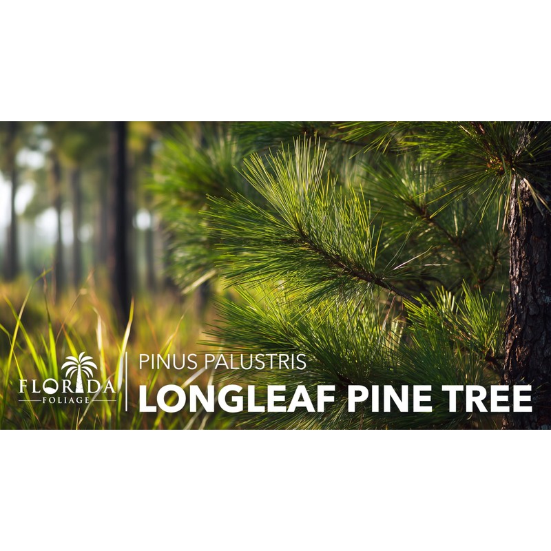 Longleaf Pine Tree | 40 Live Plants | Pinus Palustris