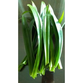 Unbranded 1 Pound  Pandan FRESH cut  FRAGRANT LEAVES, lá Dứa Organic, no chemical