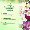 Outsidepride Spring Mix Mimulus Seeds - 100 Pcs Annual, Compact,
