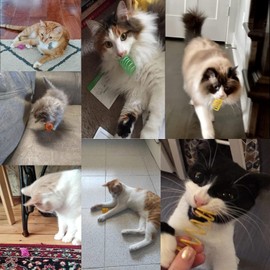 Mumoo Bear Cat Spiral Spring, 12 Pc Cat Creative Toy to Kill Time and Keep Fit Interactive Cat Toy Sturdy Heavy Plastic Spring Colorful Springs Cat Toy for Swatting, Biting, Hunting Kitten Toys