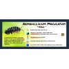Isopod Bin Label- Armadillidium Maculatum Zebra