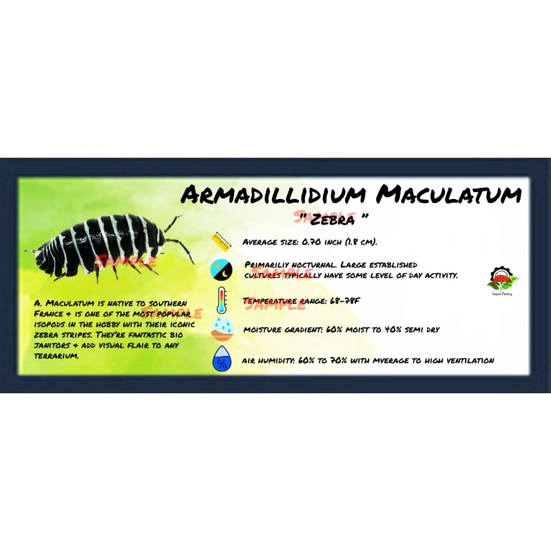 Isopod Bin Label- Armadillidium Maculatum Zebra