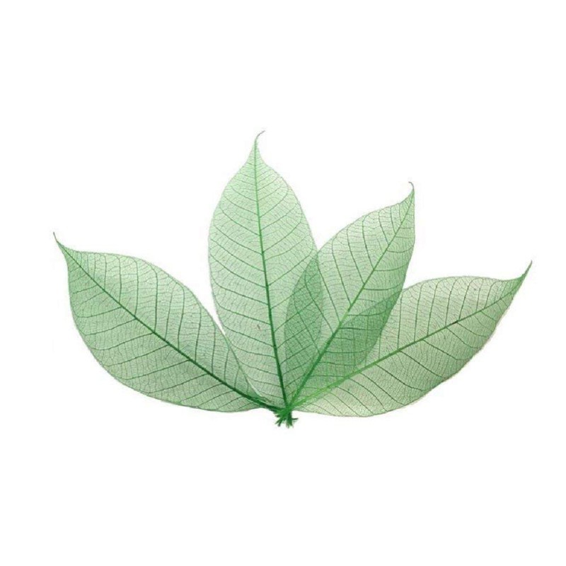 100 Pcs 4-5 Inch Skeleton Leaves Rubber Tree Natural Scrapbooking