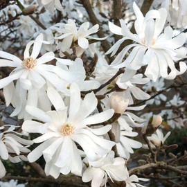 Star Magnolia Seeds Magnolia Stellata 'Royal Star' Fragrant Hardy Cut Flower Attracts Birds & Butterflies Patio Borders Outdoor 5Pcs Flower Seeds by YEGAOL Garden