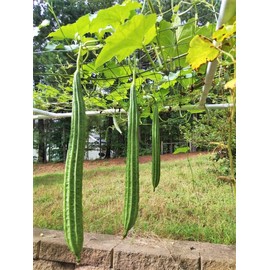 TomorrowSeeds - Da Rou Angled Luffa Gourd Seeds - 30+ Count - for 2025 Planting Ridged Gourd Okra Bitter Melon Garden Eating Or Crafting Sponge Soap Asian Vegetable Grow Your Own Home Farm Patio