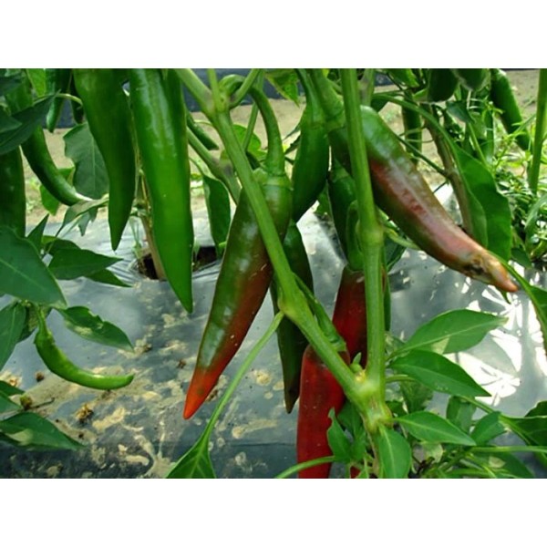 Southeast Seeds Guajillo Chili Pepper Seeds, NON-GMO, Mexican Cuisine, Chile,