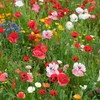 4100+ Mixed California Poppy Seeds for Planting, Non-GMO Native Heirloom,