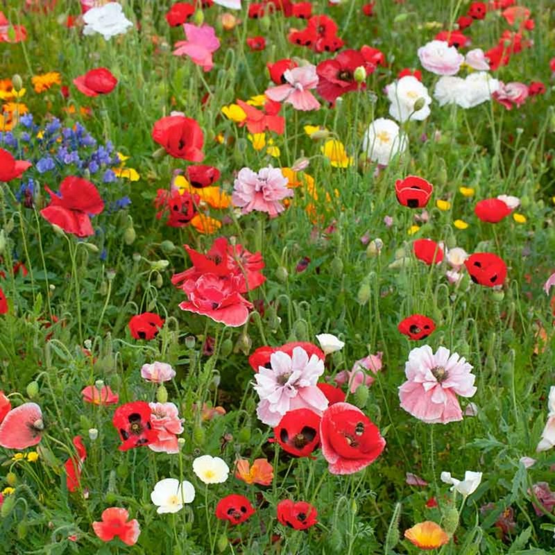 4100+ Mixed California Poppy Seeds for Planting, Non-GMO Native Heirloom,