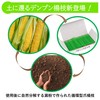 Rita Shokai Korean Toothpicks (Green) Approximately 500 Bottles Unscented Starch