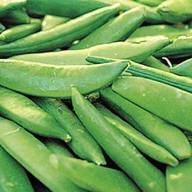35 Sugar Ann Snap Pea Seeds for Planting Heirloom Non GMO 7 Grams of Seeds Garden Vegetable Bulk Survival