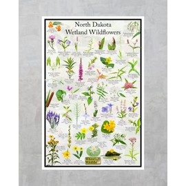 North Dakota Wetland Wildflowers Flower Identification Poster | Educational Floral Science Chart (8" x 12")