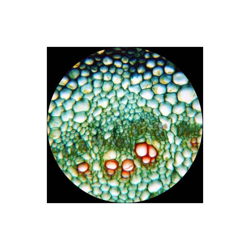 AmScope M60A-PS25 Monocular Student Compound Microscope 40X - 640X +