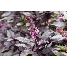 Home Grown Basil Red Rubin HEIRLOOM 200+ Seeds 100% Organic Non GMO Grown In USA
