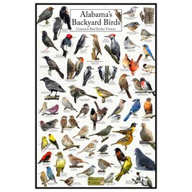 Where's Wildlife Alabama's Backyard Birds Poster - Alabama Bird Chart Highlighting Birds At Your Bird Feeder (12" x 18")