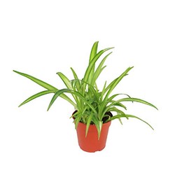 Hawaiian Spider - 4" from California Tropicals