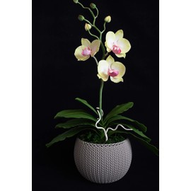 Handmade Orchid Pot (Phalaenopsis) | Yellow Orchids with Pink Pistils (center) | Air Dry Clay | Size ~ 15 x 30 x 49 cm | 8.2 oz