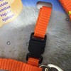 Plus Nao Lead Harness 2-Piece Set, For Cats, Pet Supplies,