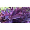 trust in god farms 12 pcs live Purple Heart plant