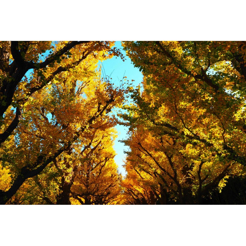 The Jonsteen Company Jurassic Ginkgo Tree | Seed Grow Kit