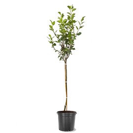 Generic Kieffer Pear Tree, Fruit Bearing, Deciduous, Ornamental Value, 5 gal, Nursery Pot, 3-4 ft Tall, (Due to Agricultural Laws, we Cannot Ship to CA, AZ, AK, or HI), White, Green