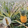 Golden Pineapple on White Background Magnet Round with Bottle Opener
