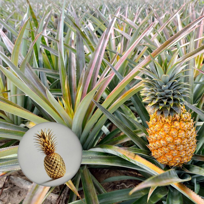 Golden Pineapple on White Background Magnet Round with Bottle Opener