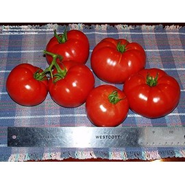 Clovers Garden Celebrity Tomato Plants – Two (2) Live Plants – Non-GMO - Not Seeds - Each 4" to 8" Tall – in 4" Inch Pots – Semi-Determinate
