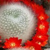 Rebutia albipilosa Cacti Cactus Succulent Real Live Plant