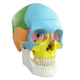 NEW HORIZON Anatomy Skull Model,Human Medical Skull Model Dental ClinicTeaching Equipment,Medical Teaching Learning