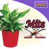 Bonide Captain Jack's Mite-X for Houseplants, 12 oz Ready-to-Use Spray
